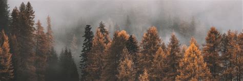 Чернолесье | Официальная группа Чернолесья, племени Вселенной Творцов ...