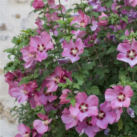 Hibiscus Syriacus Woodbridge 9 Cm Pot Voordelig Kopen Bij