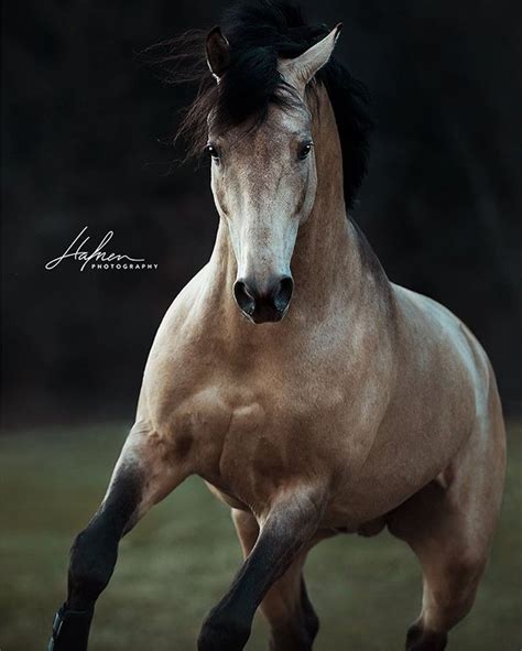 Пин от пользователя Shaina на доске Buckskins Фотографии лошадей