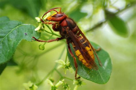 Insects That Look Like Bees Bee Mimics Their Characteristics