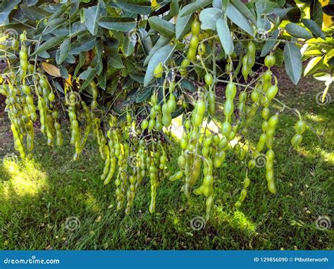 Bright Green String Seed Pea Pods Of Sophora Styphnolobium