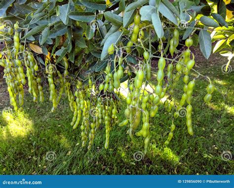 Bright Green String Seed Pea Pods Of Sophora Styphnolobium Japonicajapanese Pagodatree Scholar