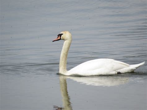 Hermosos Cisnes Blancos Nadan En El Lago Foto Premium