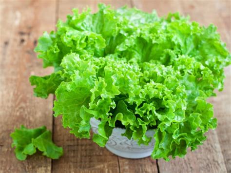 8 impressive benefits of lettuce - Adomonline.com