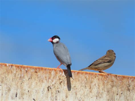 Java Sparrow Port Allen Kauai Hawaii The Species Is Wid Flickr