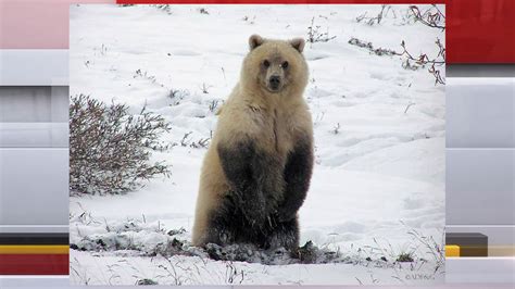 Mother, 1-year-old son killed in Alaska polar bear attack - WISH-TV ...