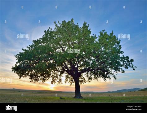 Solitary Oak Tree At Sunset Stock Photo Alamy