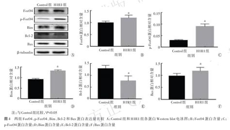 磷酸化叉头框o4型在h9c2心肌细胞缺氧复氧损伤中的作用细胞min心肌细胞foxo 健康界