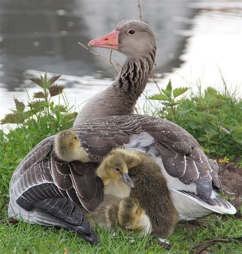 Free Images Nature Wing Cute Pond Spring Fluffy Beak Small