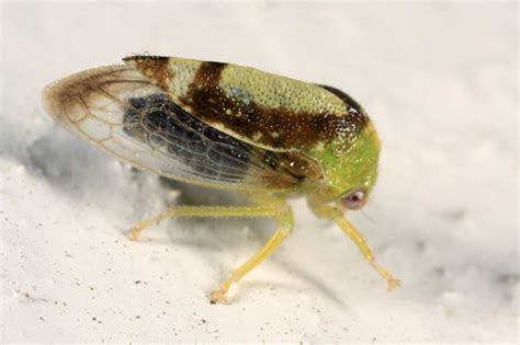 Treehopper Atymna Querci Bugguidenet