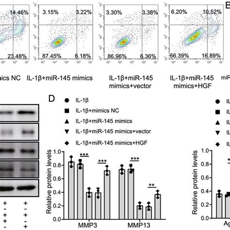 MiR 145 Overexpression Inhibited ECM Degradation By Inhibiting The