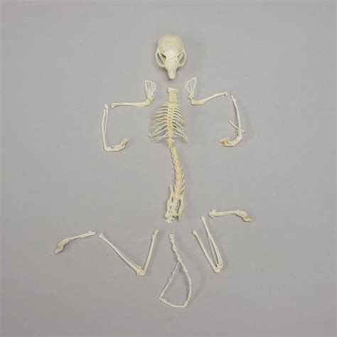 Real Flying Squirrel Skeleton For Sale – Skulls Unlimited International