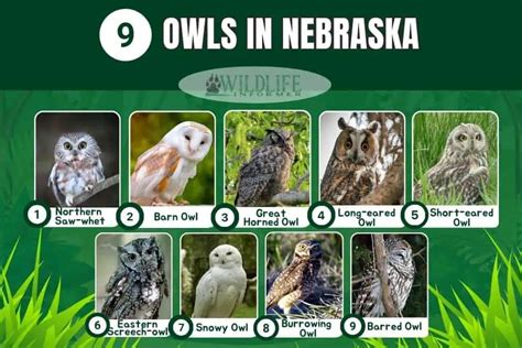 Owls In Nebraska 9 Species With Pictures Wildlife Informer