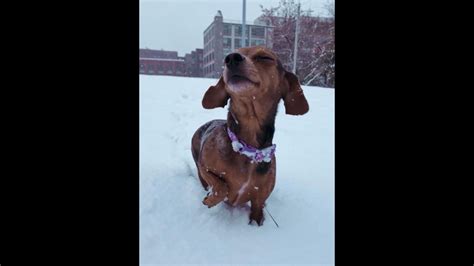 Photos: St. Louis in the snow | ksdk.com