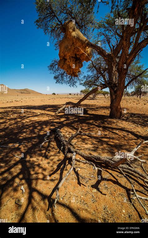 Acacia Nests Hi Res Stock Photography And Images Alamy