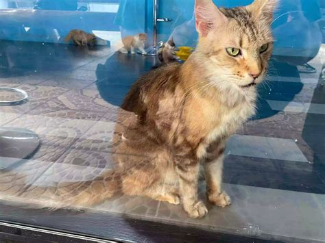 Penjelasan Kucing Maine Coon Sejarah Karakteristik Perawatan