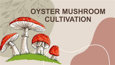 OYSTER MUSHROOM CULTIVATION12.pptx