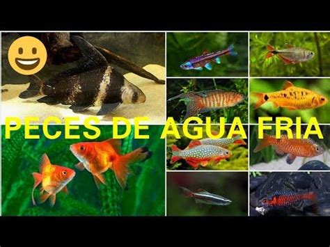 LOS 10 PECES DE AGUA FRIA MAS FACILES DE CUIDAR LOS DEBES DE COMPRAR