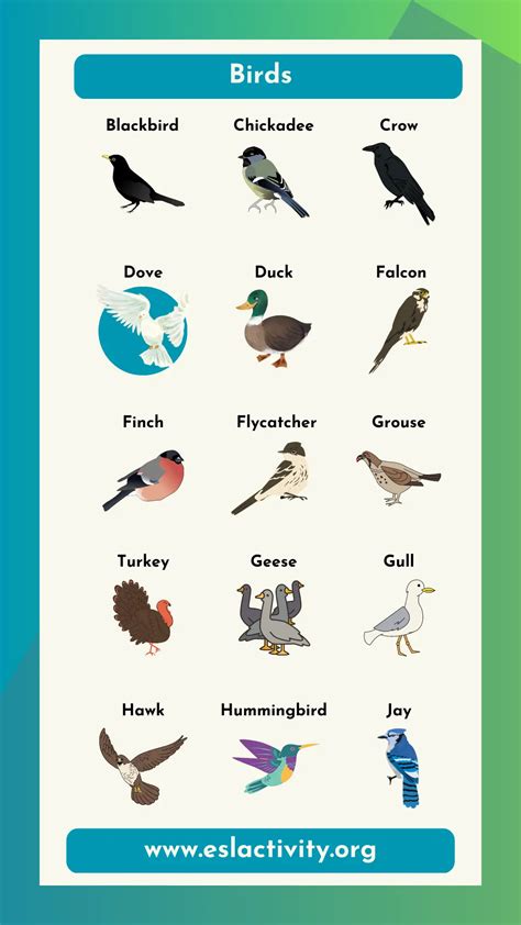 Bird Names List Different Types Of Birds In English With Pictures