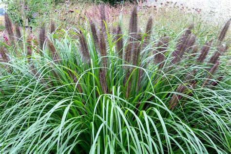 Herbe aux écouvillons Pennisetum alopecuroides Conseils