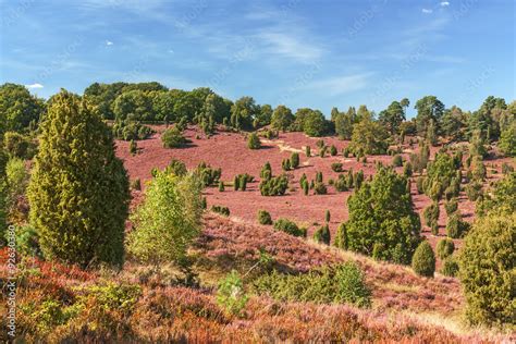 Landschaft In Der L Neburger Heide Totengrund Bei Wilsede Stock Foto