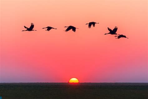 Can Birds Fly Above the Clouds? (And in the Rain?) | Earth Eclipse