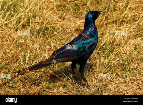 Burchells Starling On The Ground Stock Photo Alamy