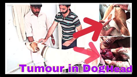 Tumour in Dog Head excised by team Vet Dr M Haris Aziz - YouTube