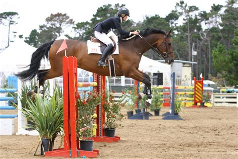 Bay Warmblood Jumpers Pebble Beach By Horsestockphotos On Deviantart