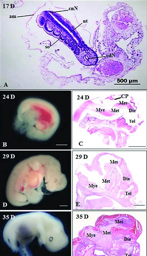 Bovine Embryos At And Days Of Gestation A Neural Tube