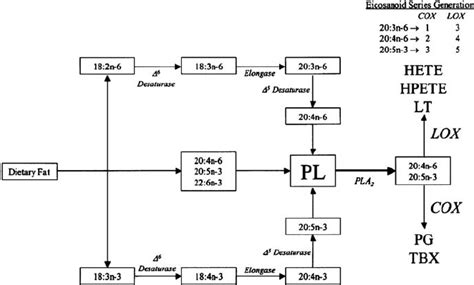 Biosynthesis of eicosanoids from the essential FA [304]. Abbreviations ...