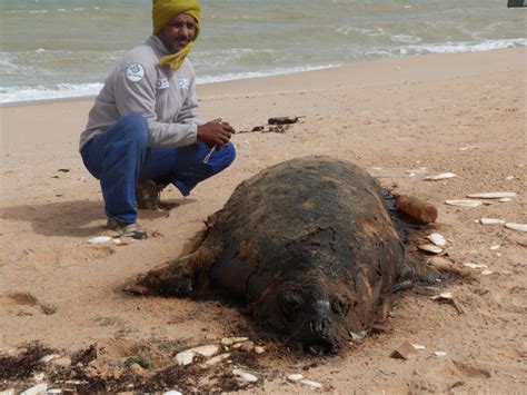 Un phoque moine séchoue sur une plage de Dakhla