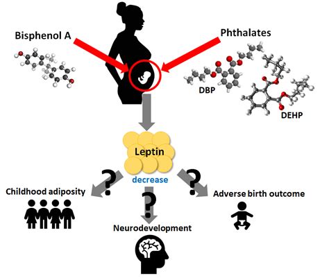 Prenatal Exposure To Bisphenol A And Phthalates May Modify Fetal