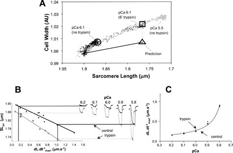 Figure From Titin Determines The Frank Starling Relation In Early