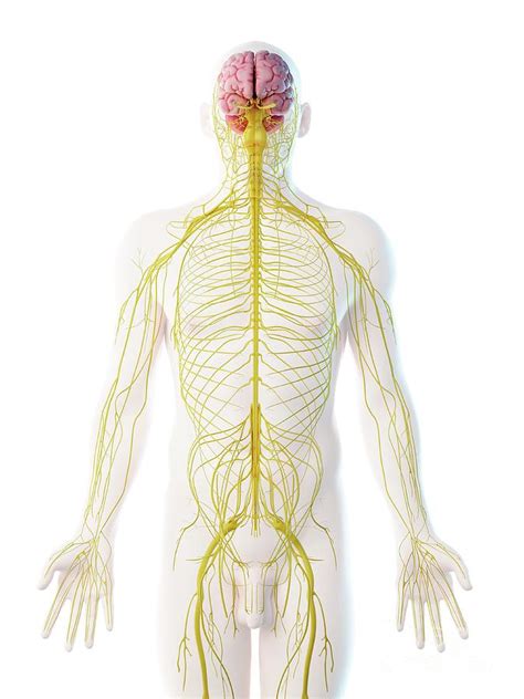 Male Nervous System Photograph By Sebastian Kaulitzki Science Photo Library