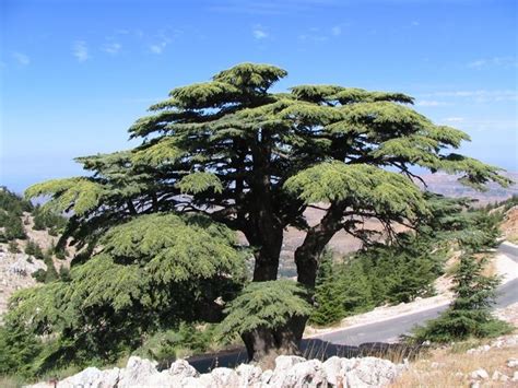 Cedro Del Libano Cedrus Libani Alberi Caratteristiche Cedro Del