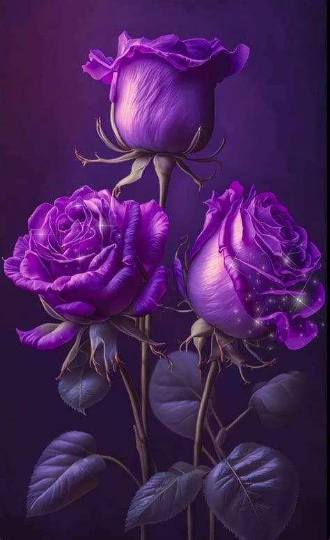 Pin By Barbara Melcher On Flowers Purple Roses Wallpaper Beautiful