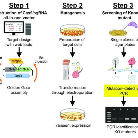 Crispr Cas Mediated Double Knockout And Genomic Deletion A