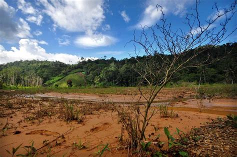 Foto Lahan Pertanian Terdampak Limbah Tambang Emas