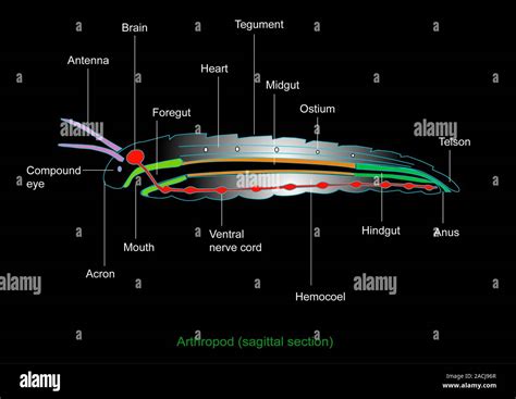 Arthropod anatomy. Computer artwork showing the main structures and ...