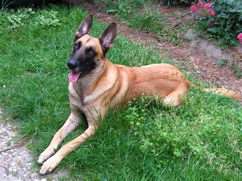 HD Wallpapers: Belgian Malinois Wallpaper