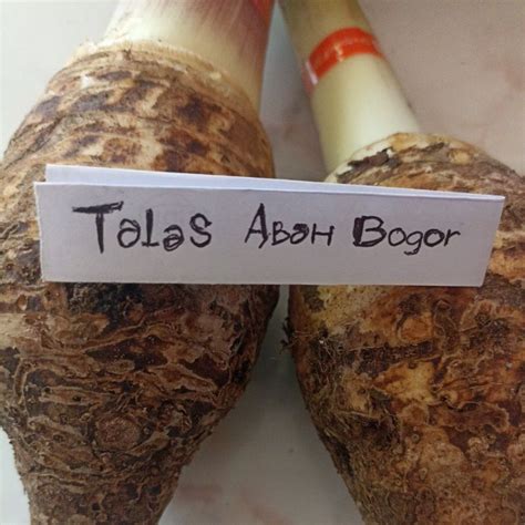 Jual Talas Bogor Pulen Asli Dari Bogor Kg Shopee Indonesia