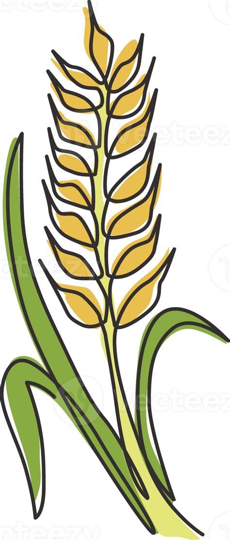 Single Continuous Line Drawing Of Whole Healthy Organic Wheat Grain For