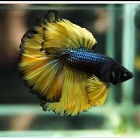 Full Moon Betta Fish At Rs 60piece Chennai Id 23039083330