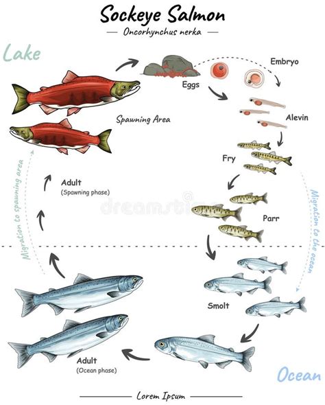 Salmon Life Cycle Stock Illustrations – 70 Salmon Life Cycle Stock ...