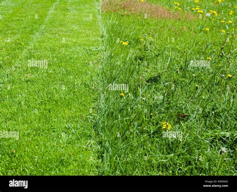 Half Of Green Grass Lawn Mowed Stock Photo Alamy