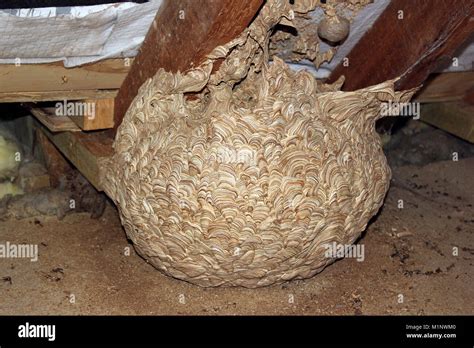 Wasps Nest Attached To House Rafters In Attic Stock Photo Alamy