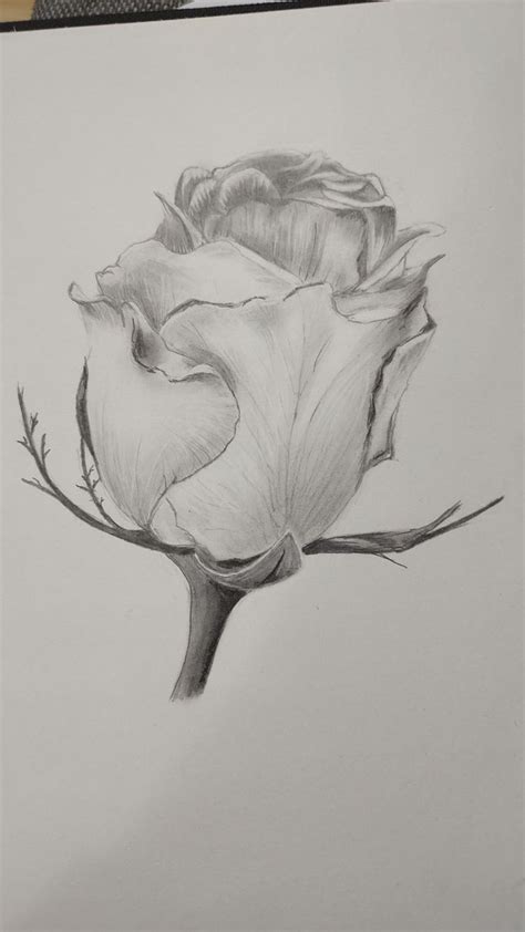 Pin By Kay Waldron On Painting Watercolor 3 Graphite Drawings