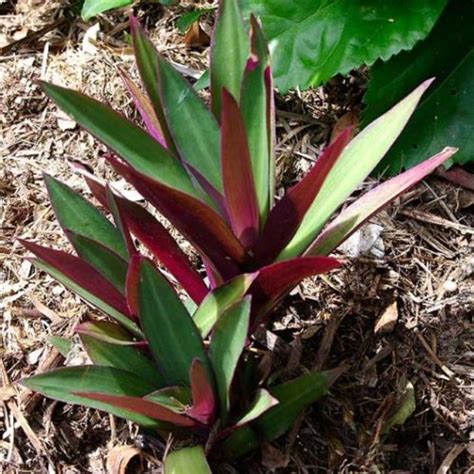 Anak Pokok Pandan Ungu Nenas Kerang Purple Leafrhoeo Discolor Leaf