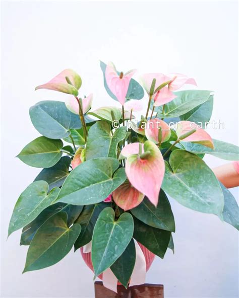 Anthurium Care Guide Tips For Growing